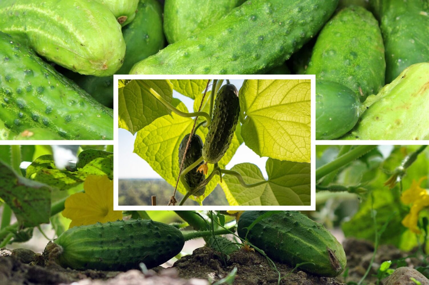 Агрономи розсекретили найстійкіші сорти огірків для посадки в 2026-му