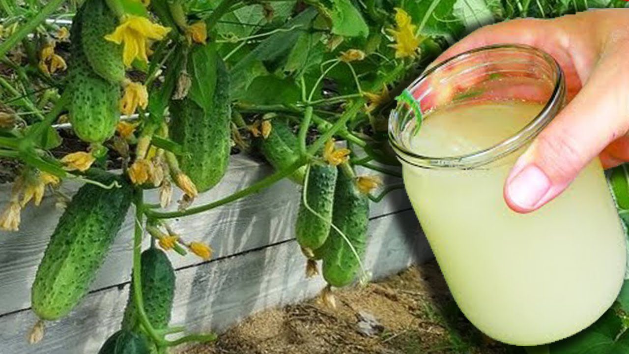 Городники розповіли, куди можна ще використовувати сироватку на городі та вдома