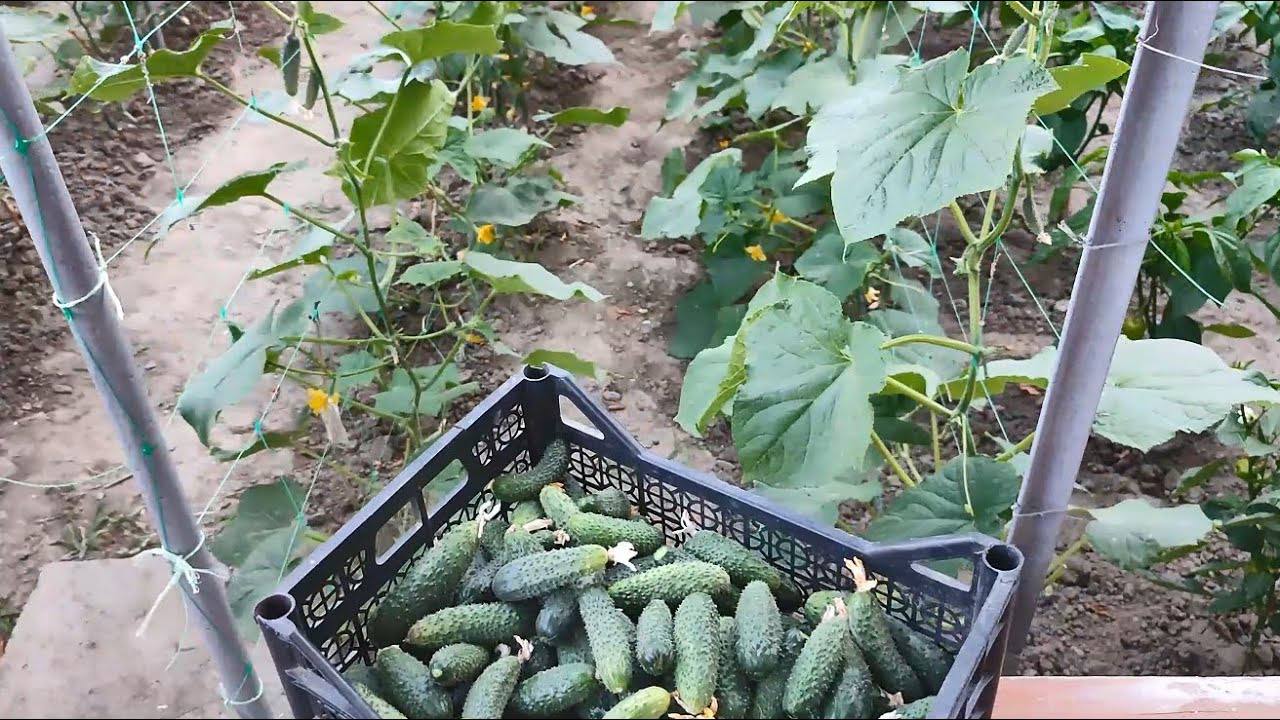 Городники назвали найкращі сорти огірків для городу