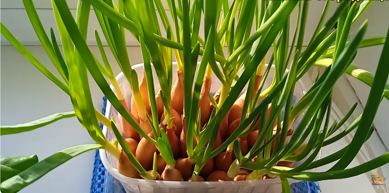 Городники розповіли, як виростити зелену цибулю за тиждень без землі