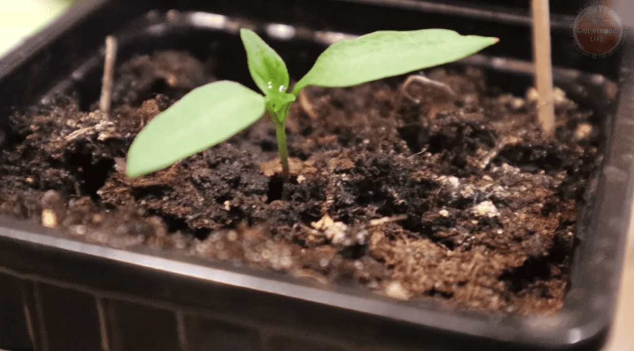 Дачники розповіли, чим підживити розсаду томатів і перцю, щоб вона була міцною