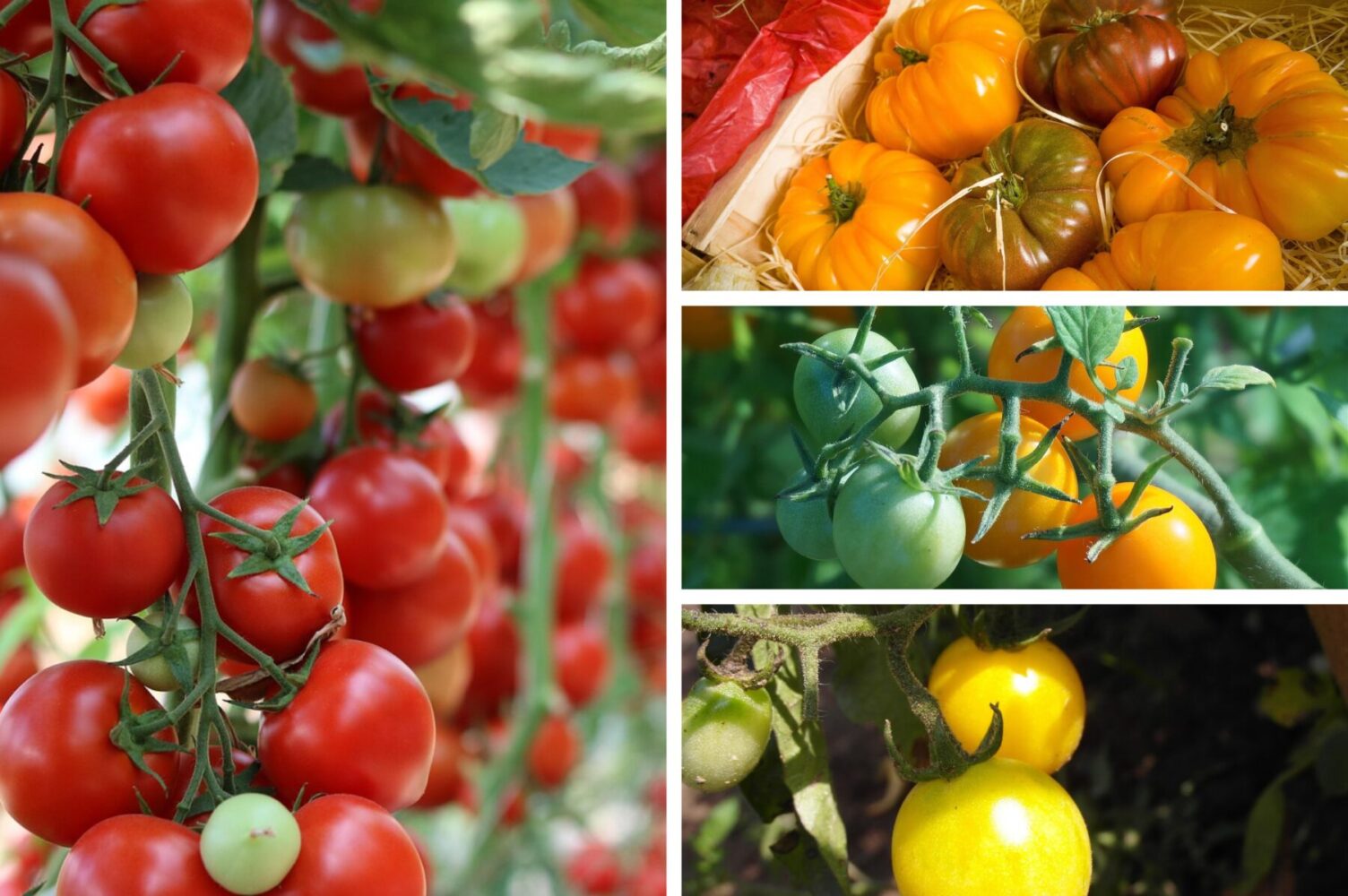 Агрономи розсекретили високоврожайні сорти томатів, які невибагливі у догляді