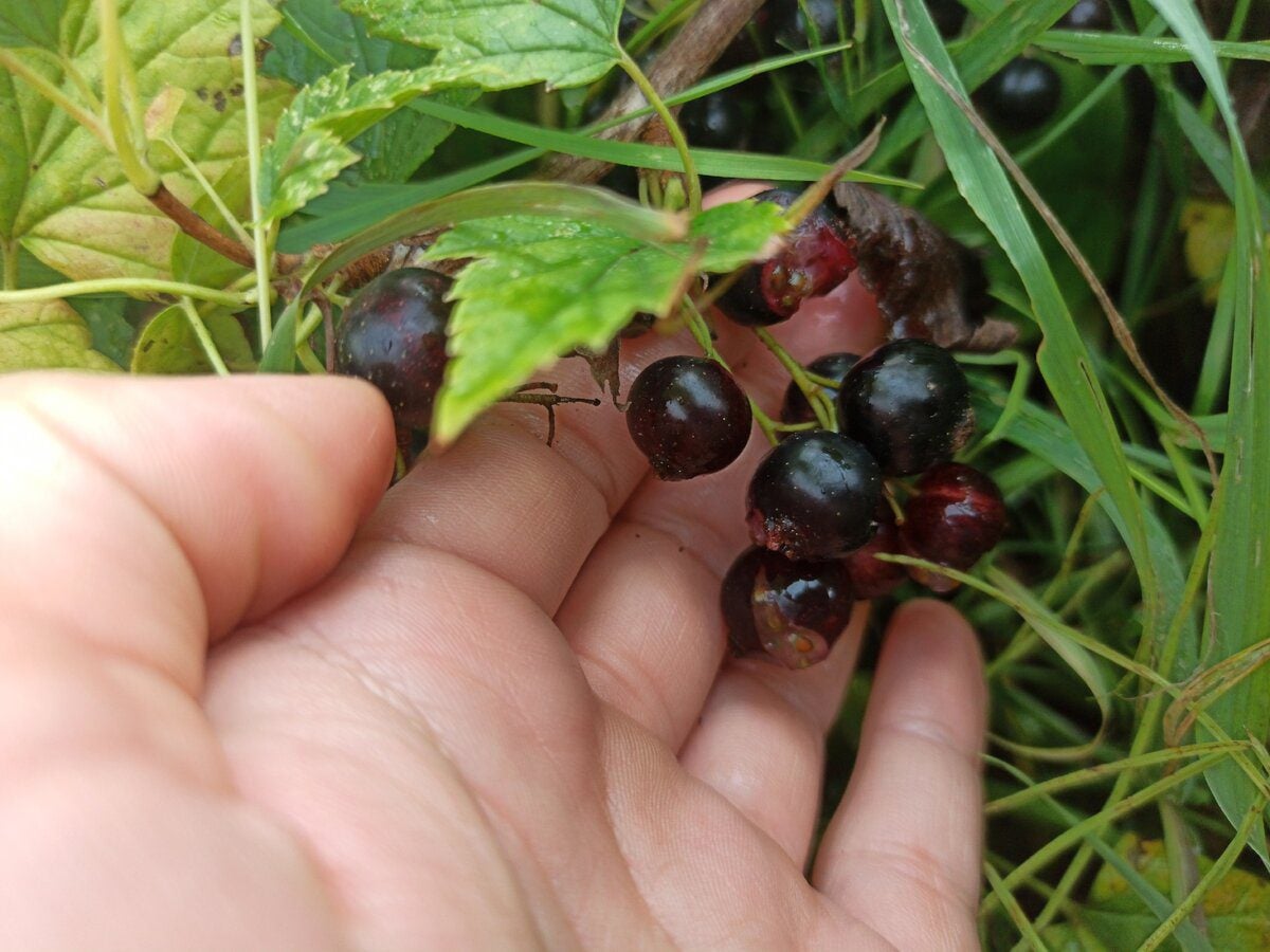 Садівники розповіли, як використовувати смородину для покращення врожайності смородини