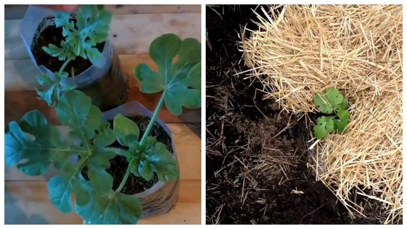 Городники поділилися технологією вирощування надранніх кавунів