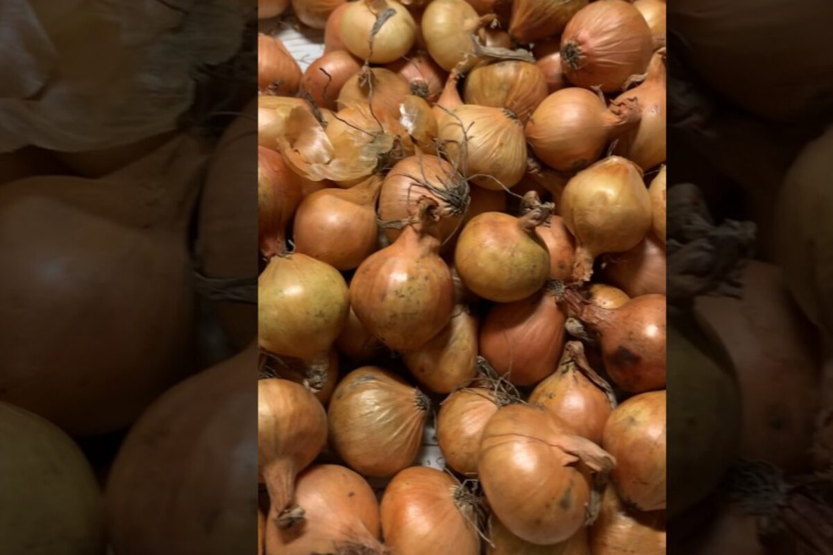 Сорт цибулі-сіянки для посадки в 2026 році 