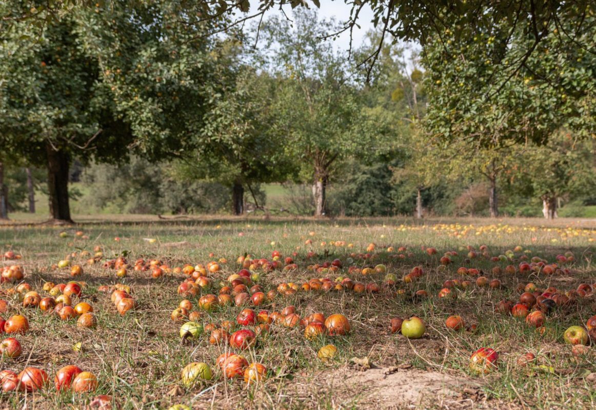 Садівники пояснили, чому яблуня не хоче родити