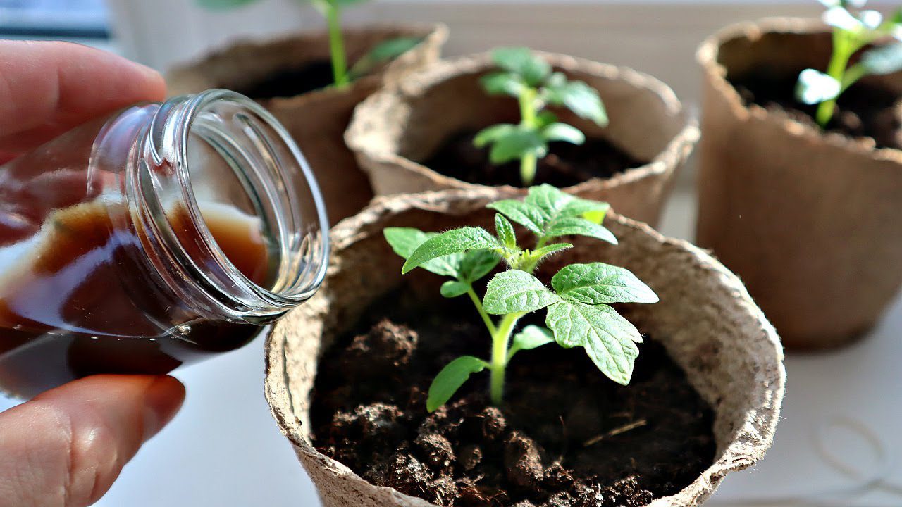 Городники розповіли, що внести у лунку при висадці розсади томатів у відкритий ґрунт 