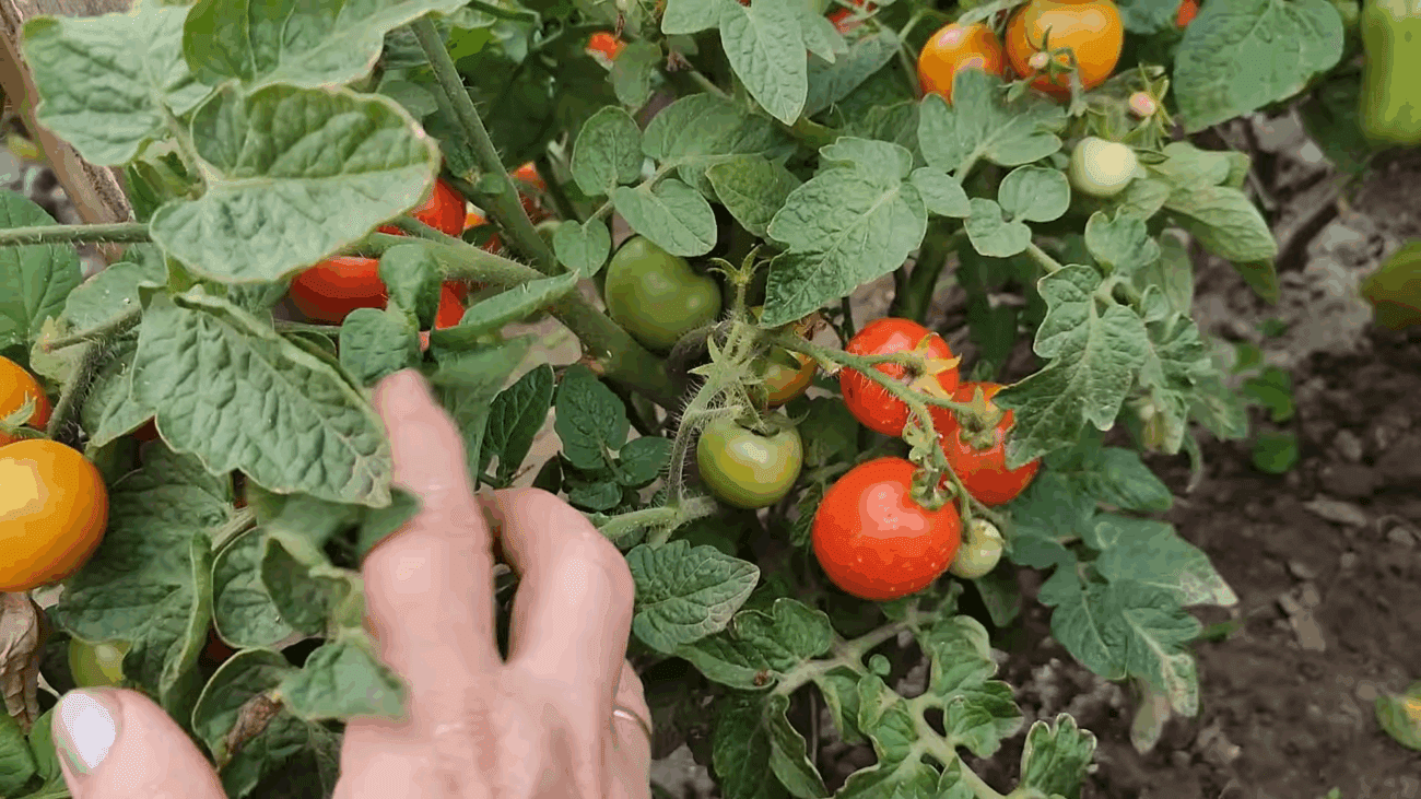 Городники розповіли, після яких культур не можна садити картоплю