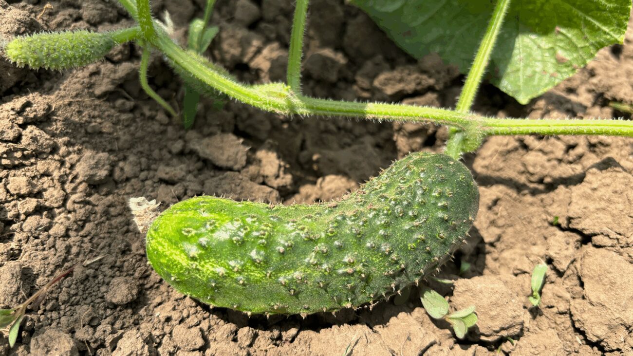 Агрономи назвали три сорти огірків, які дають ранній врожай і невибагливі