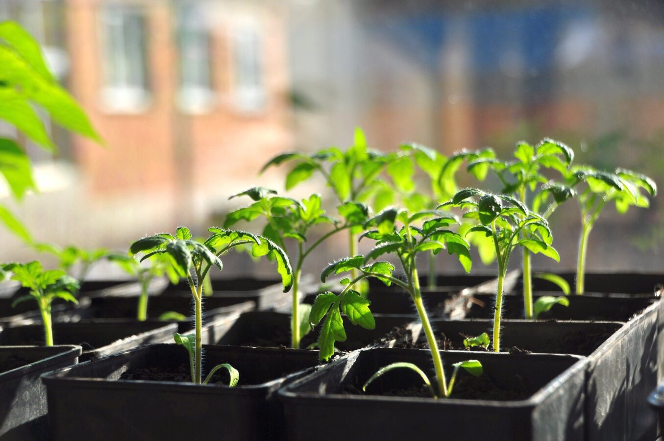 Дачники розповіли, як правильно сіяти болгарський перець	
