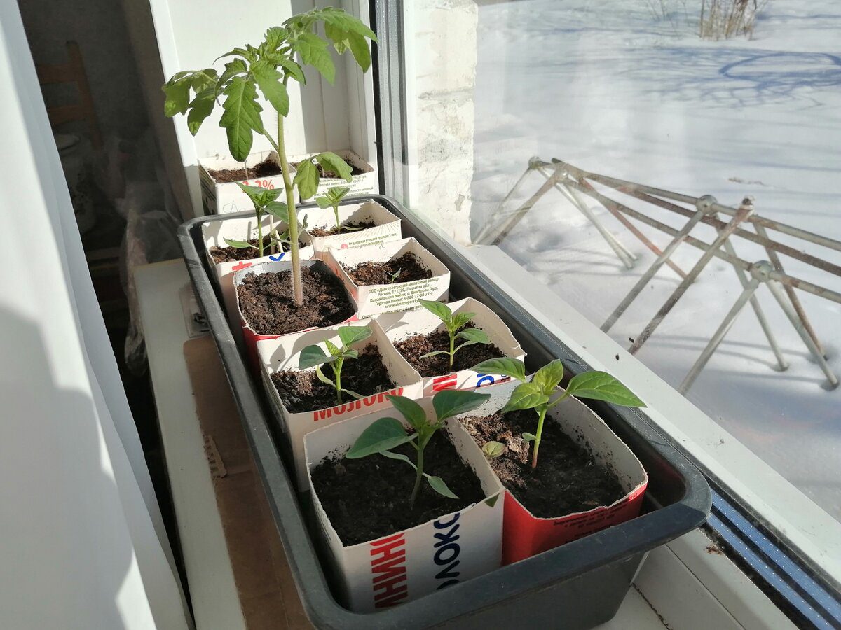 Городники назвали дату у лютому, коли обовʼязково треба сіяти розсаду 