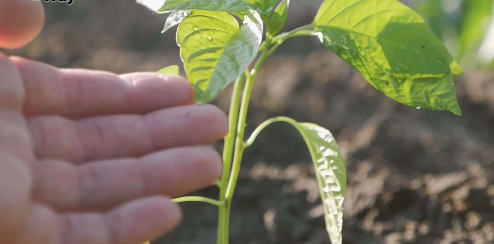 Городники розповіли незвичний спосіб посіву томатів на розсаду