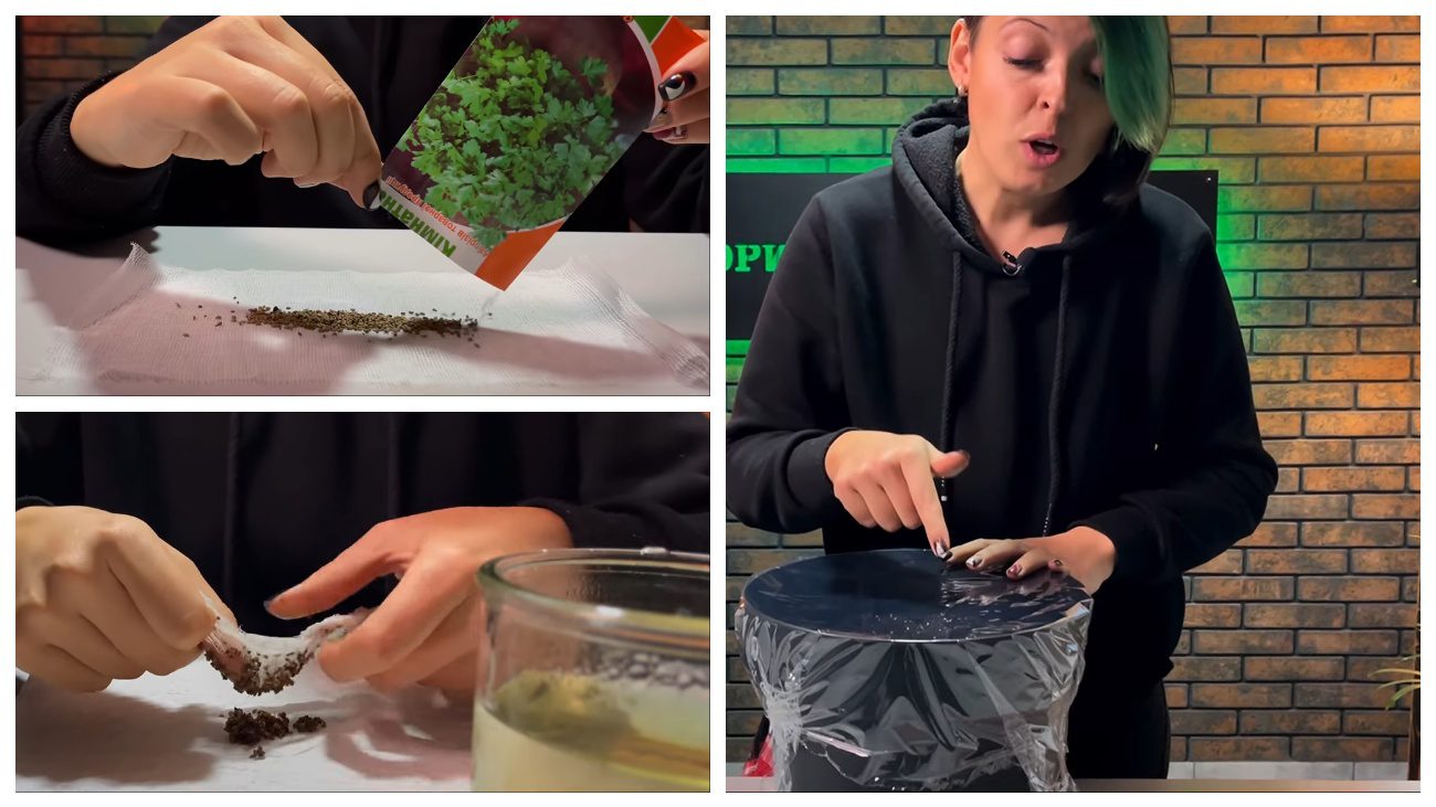 Городники поділились методами вирощування петрушки вдома