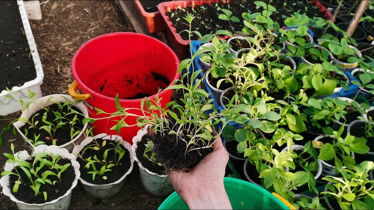 Городники розповіли, чим підживити розсаду після пікірування