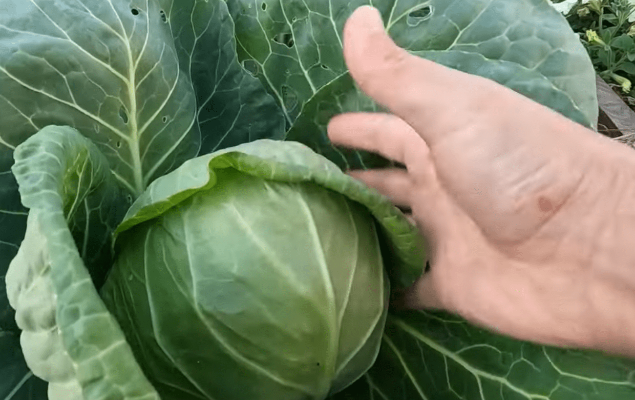 Городники розповіли про вирощування молодої капусти восени