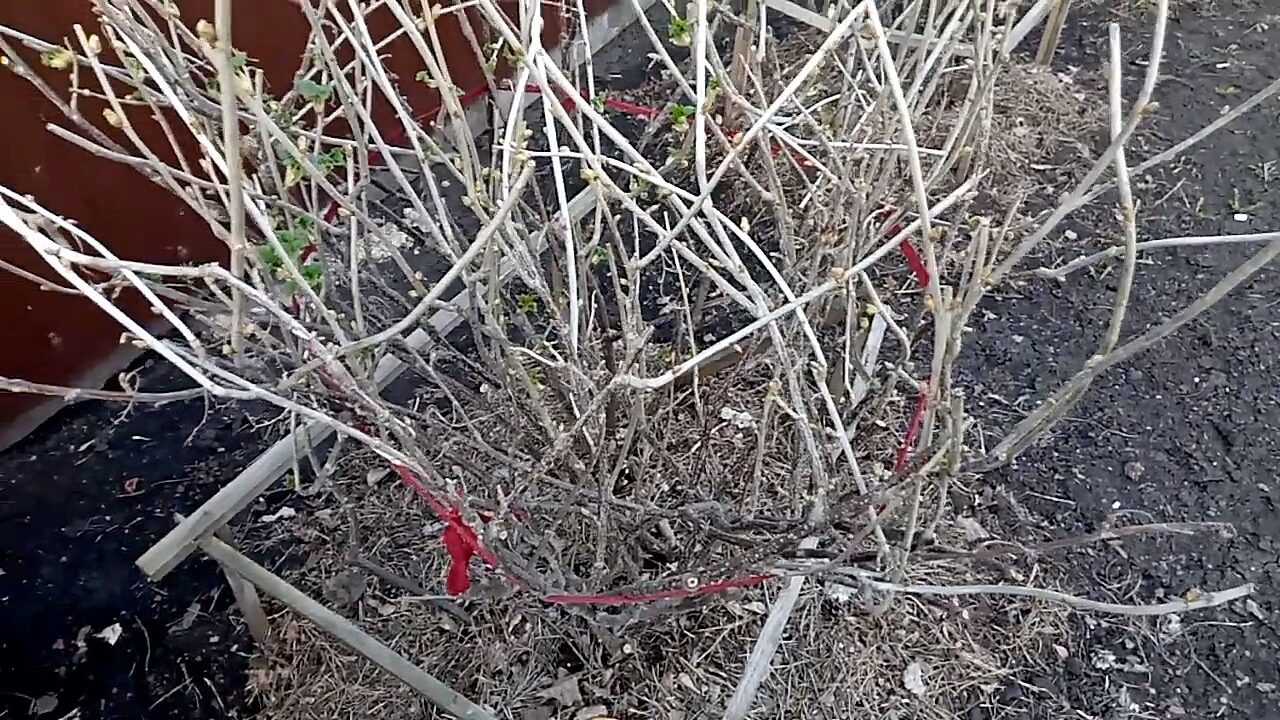 Городники розкрили всі секрети великого врожаю смородини 