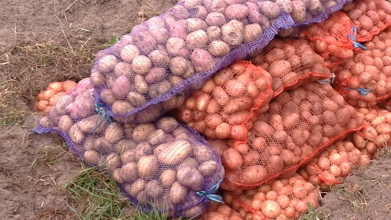 Господарі розповіли, як використовувати капронові мішки з-під цибулі 