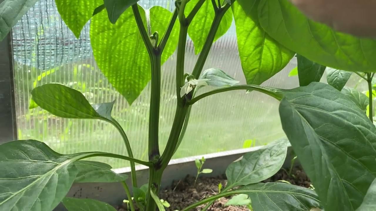 Городники розподіли важливий нюанс при посіві перцю