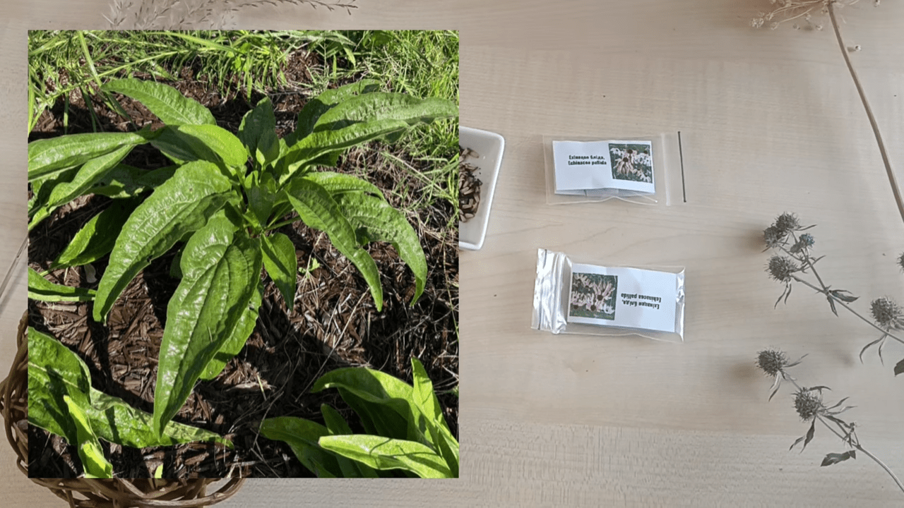 Городники розповіли, як швидко проростити будь-яке насіння