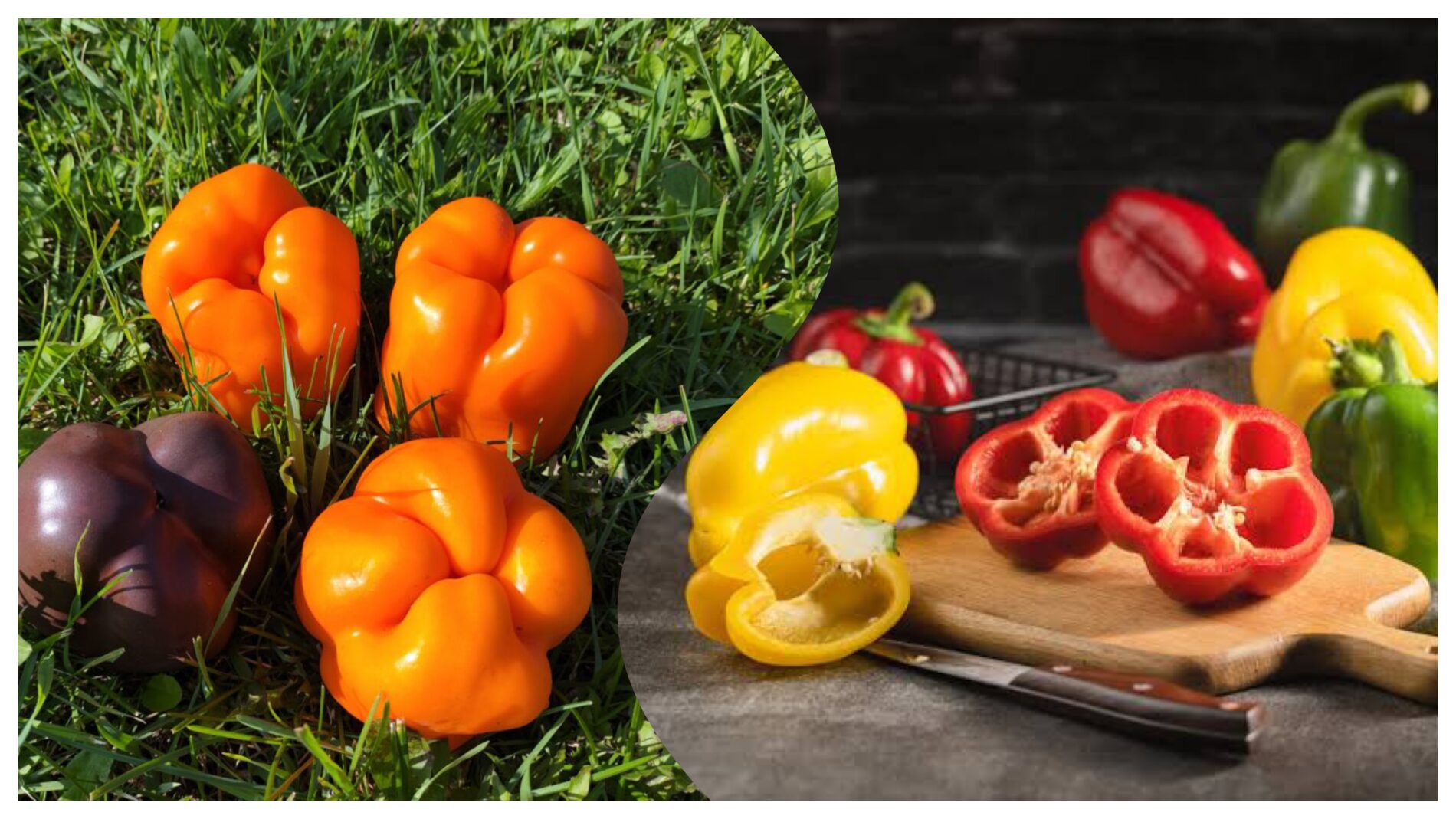 Городники розповіли, як висаджувати перець на розсаду