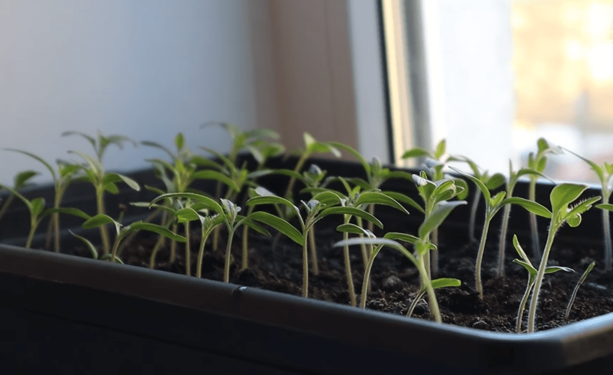 Городники розповіли про найпоширеніші помилки при вирощуванні розсади