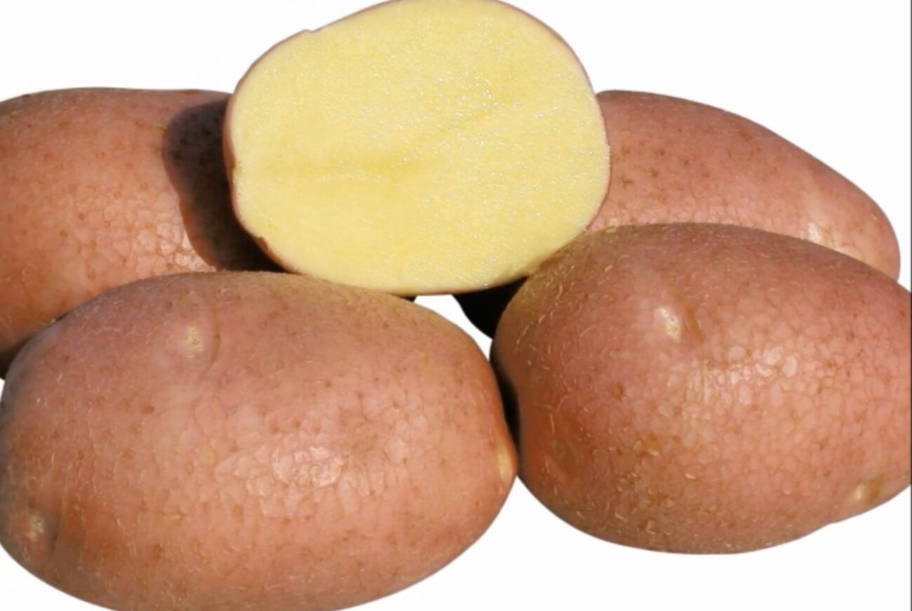 Городники поділилися назвами найвдаліших сортів картоплі 