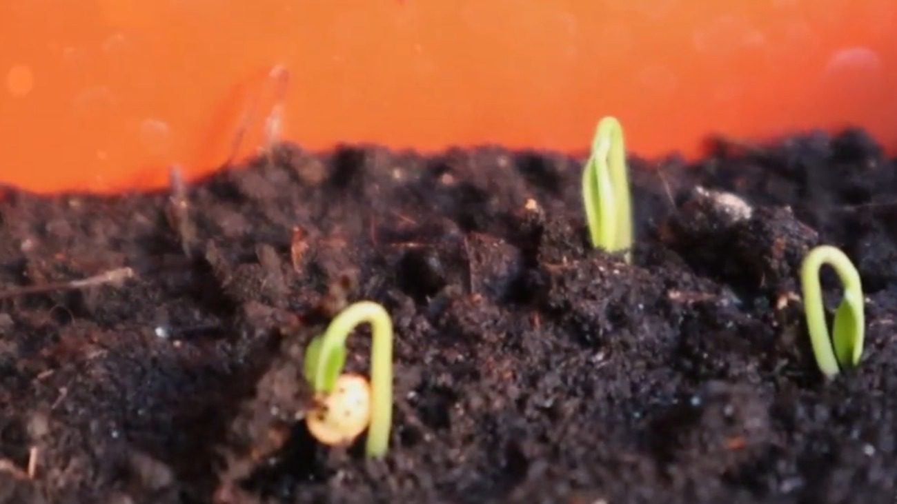 Городники озвучили найпоширеніші помилки при вирощуванні томатів Городники озвучили найпоширеніші помилки при вирощуванні томатів