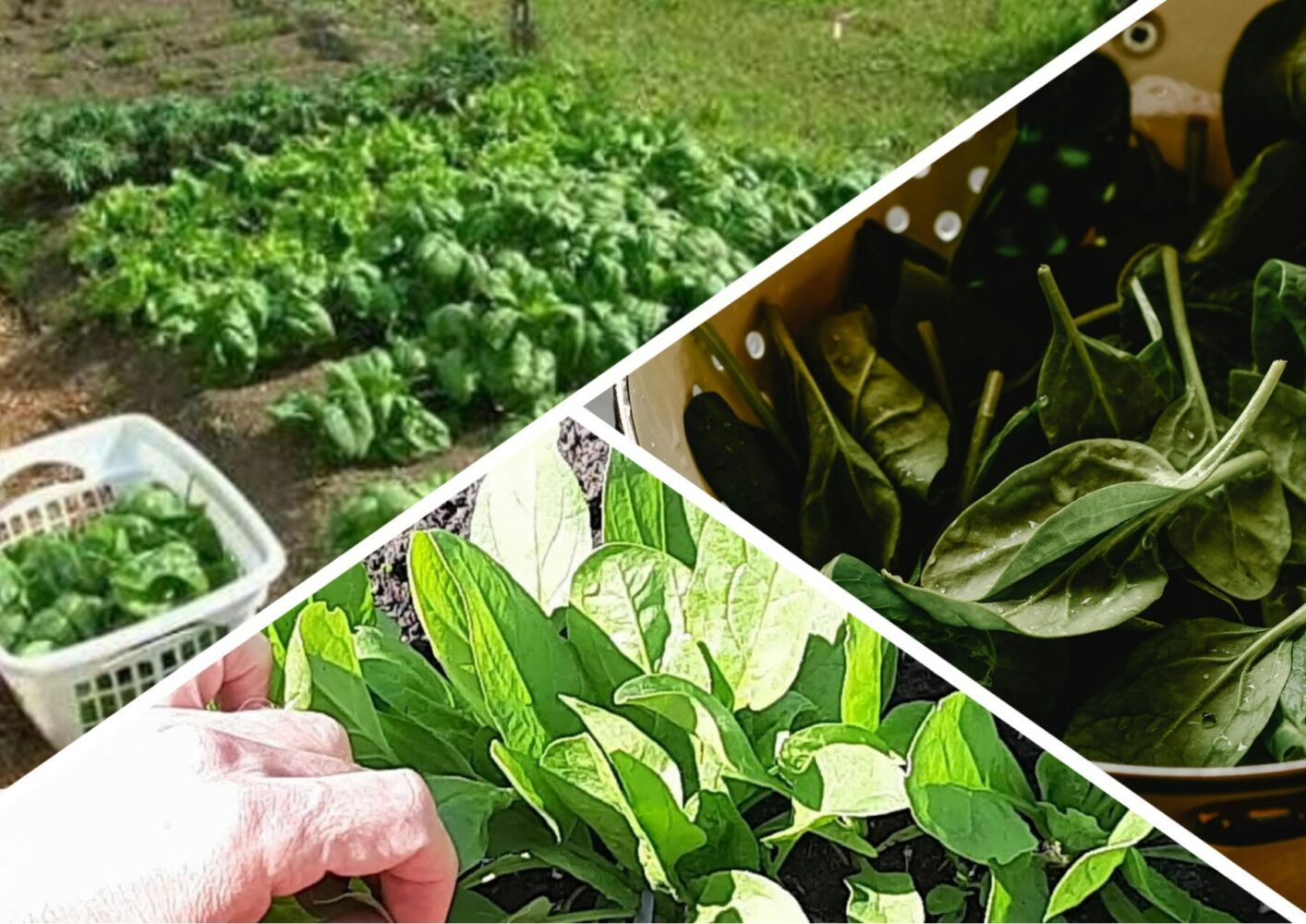 Що робити, аби шпинат не стрілкувався