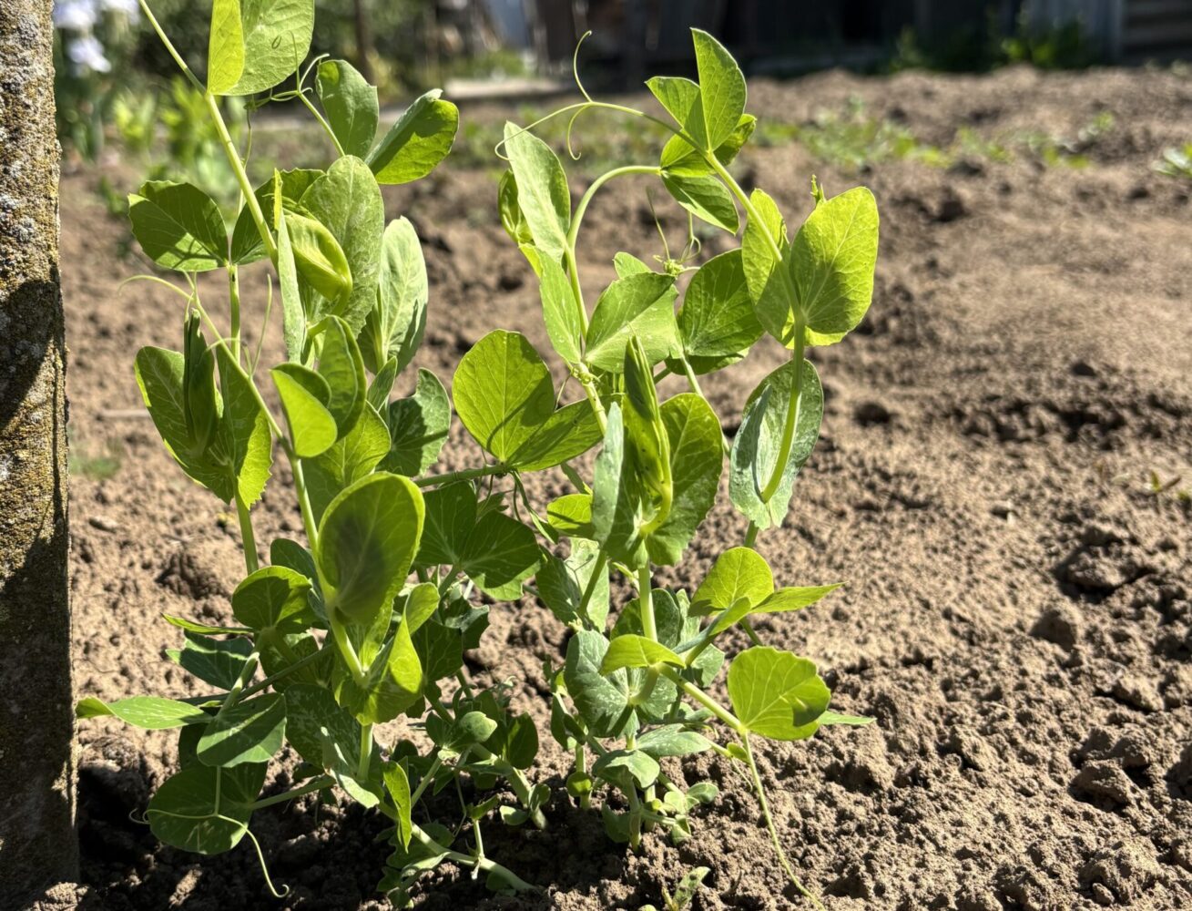 Експерт розповів, як посіяти горох під зиму 2026