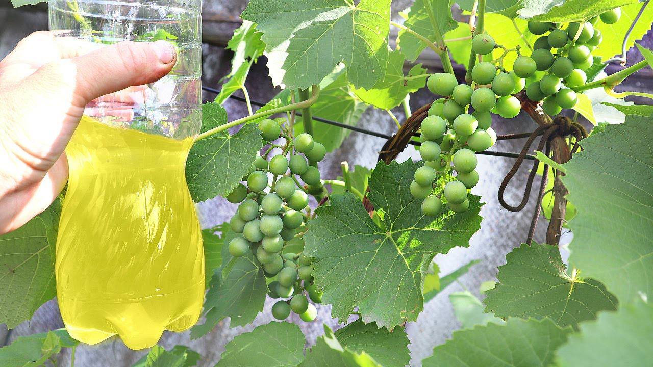 Городники розповіли, чим підживити виноград для щедрого врожаю восени. Фото: скриншот з відео 