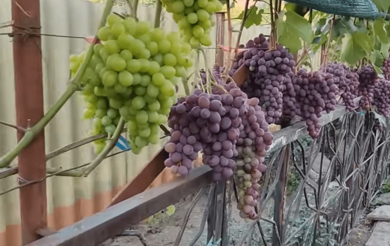 Городники розповіли, чим підживити виноград для щедрого врожаю восени. Фото: скриншот з відео 