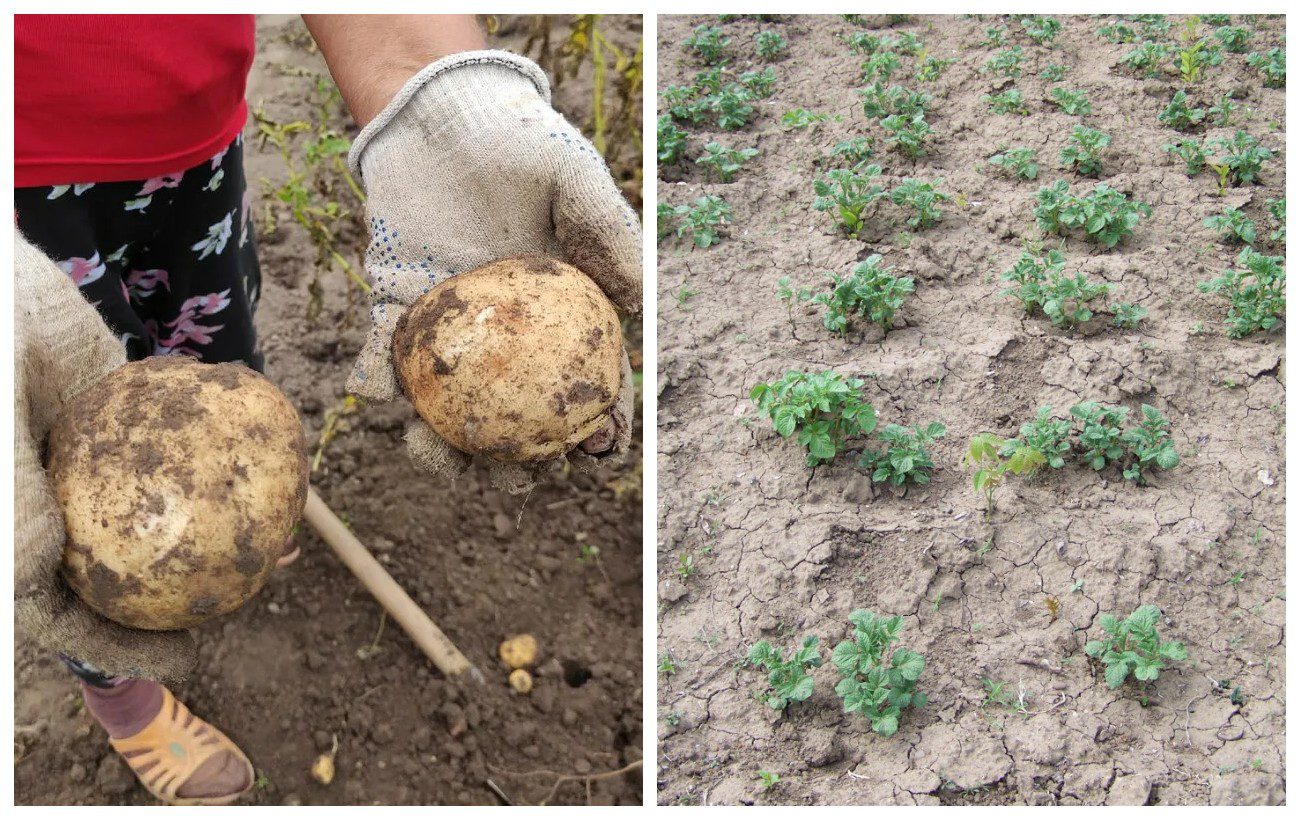 Дачники назвали два холодостійкі сорти картоплі для висадки у квітні. Фото: скриншот з відео 