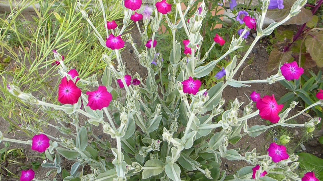 Декоративна рослина горицвіт (ліхніс) для саду