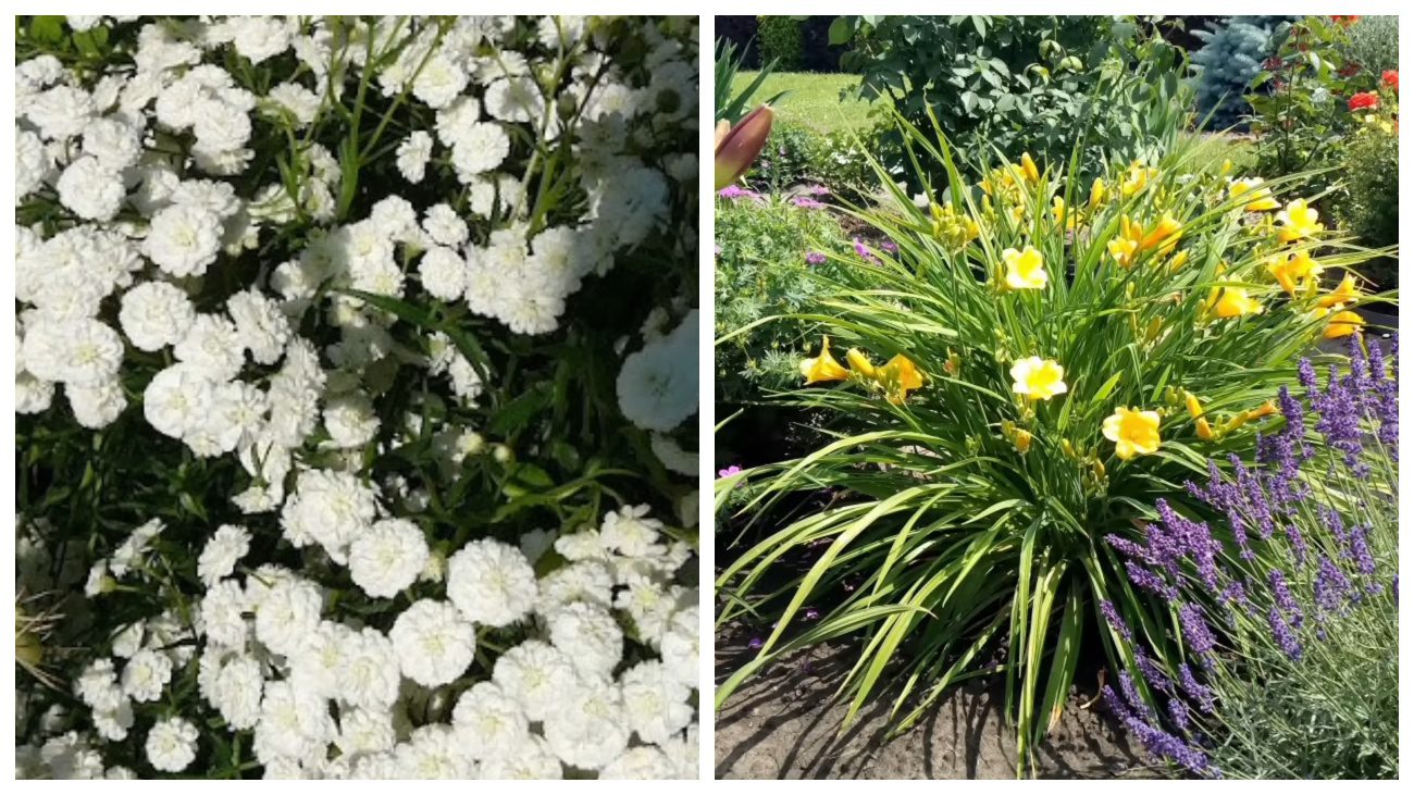 Квітникарі назвали квіти, які цвітуть цілорічно