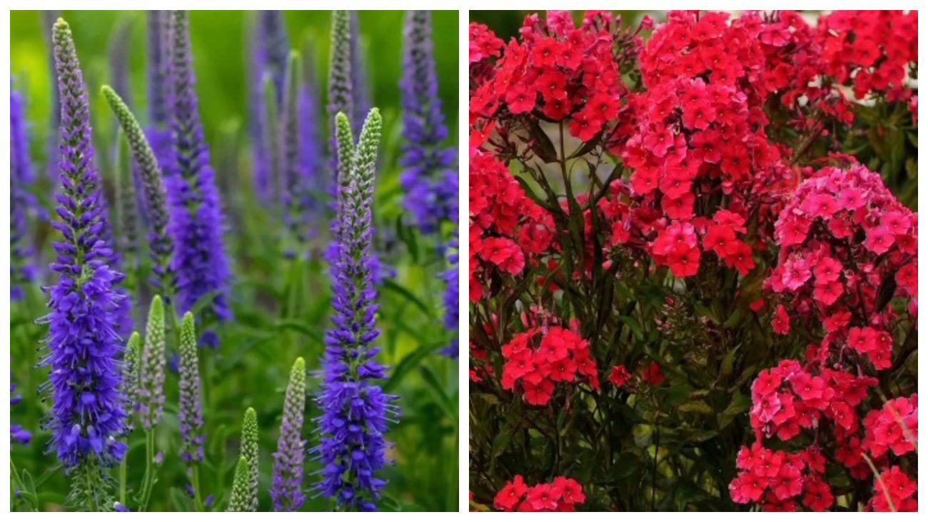 Квітникарі назвали квіти, які цвітуть цілорічно