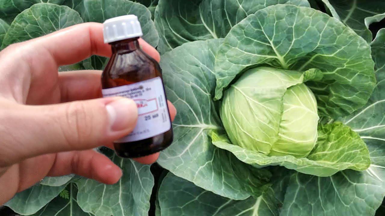 Городники розповіли, чим обробити капусту від шкідників