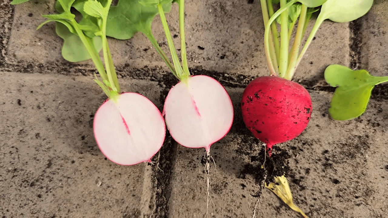 Городники розповіли, які гібриди редису варто вирощувати у касетах