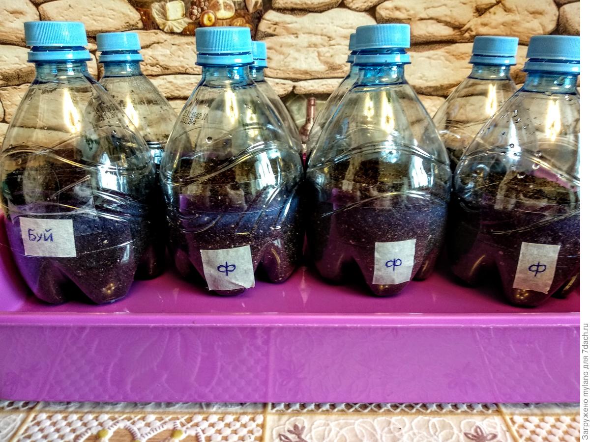 Городники порадили, як зі старої пластикової пляшки зробити утеплення для молодої розсади