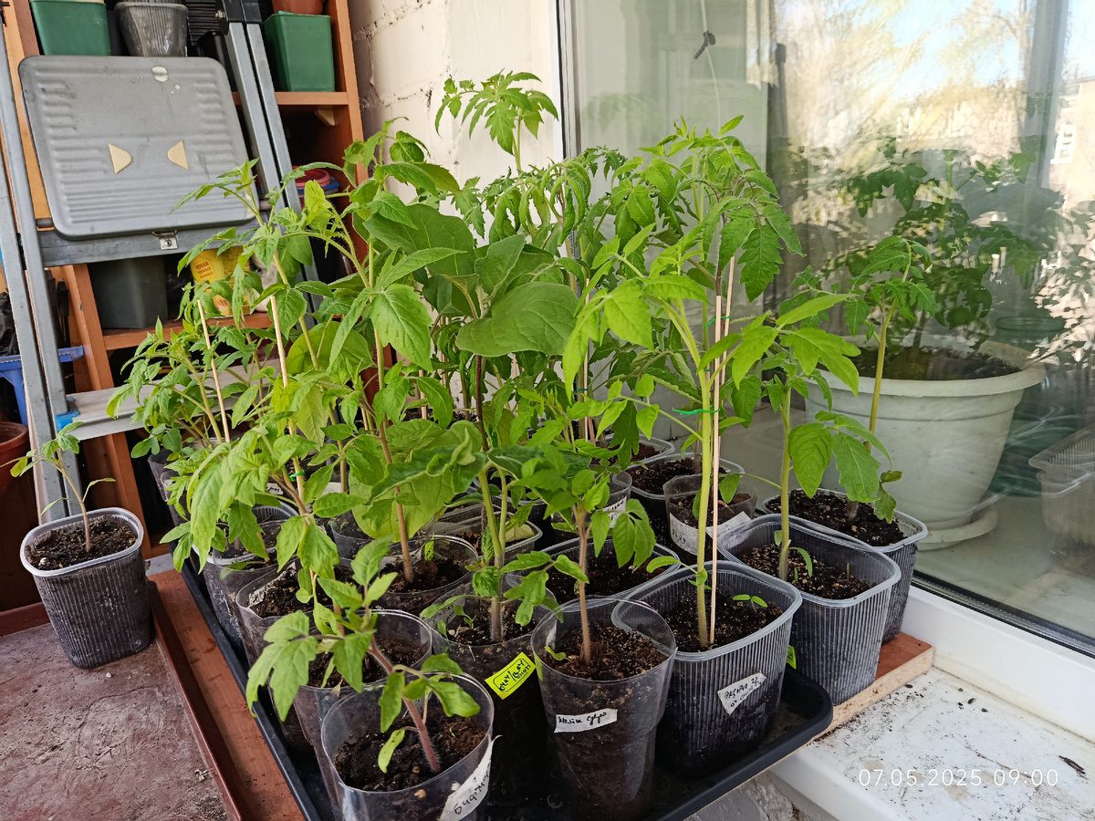 Городники порадили, яке підживлення дати томатам після пересадки на постійне місце на грядку