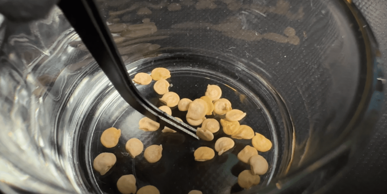 Городники назвали найкращі дати для посадки солодкого перцю в березні