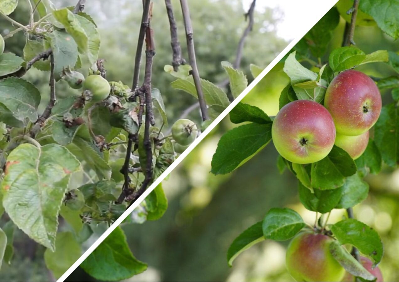 Дачники розповіли, чим обробити дерева від шкідників на початку весни 