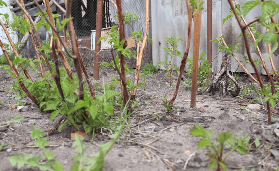 Городники розповіли, що треба насипати під кущі малини у березні 2026