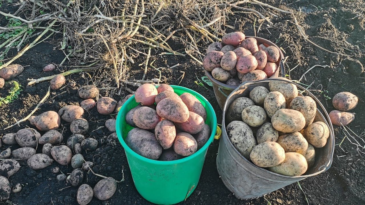 Городники розповіли, яку процедуру на грядці провести, аби підвищити врожайність картоплі