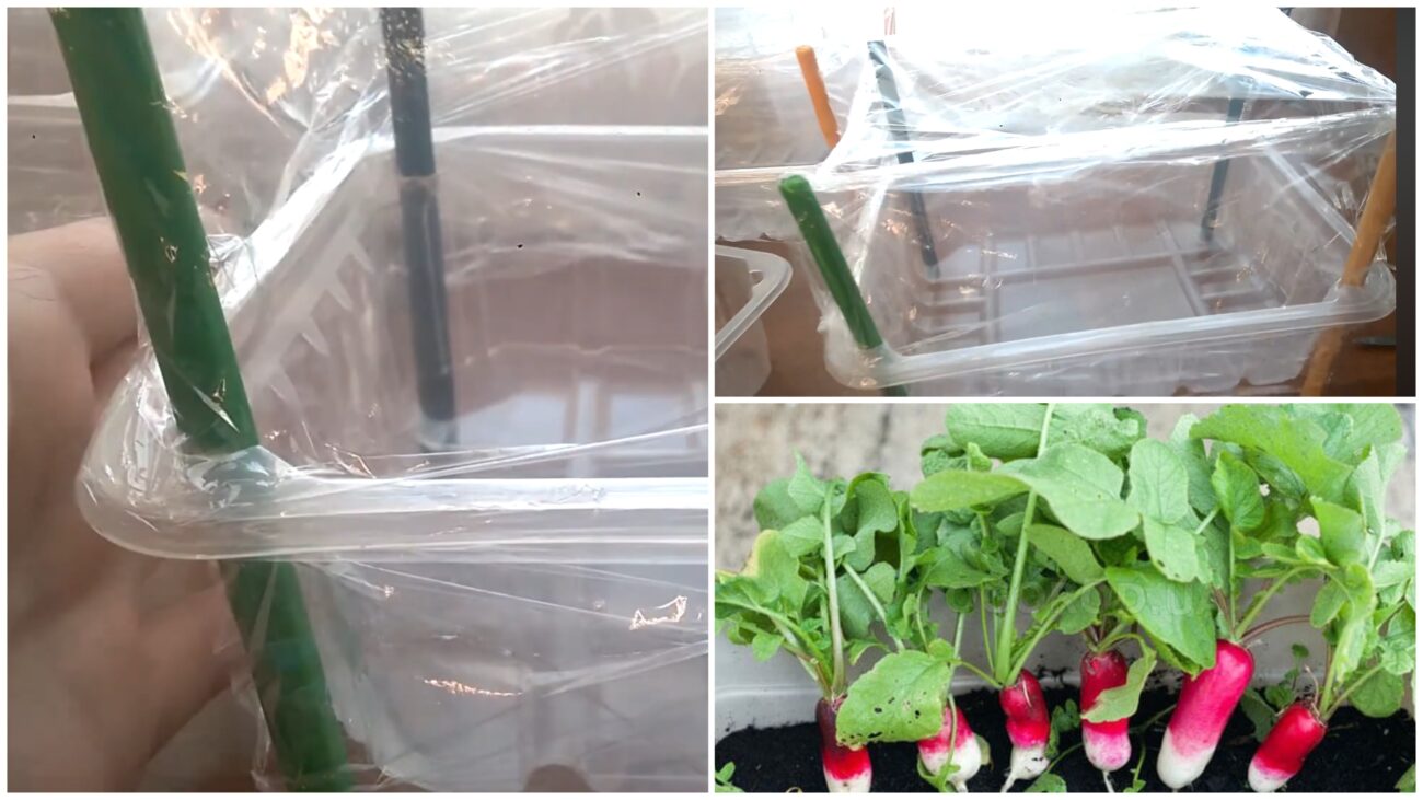 Городники розповіли, як виростити солодку редиску на підвіконні Городники розповіли, як виростити солодку редиску на підвіконні