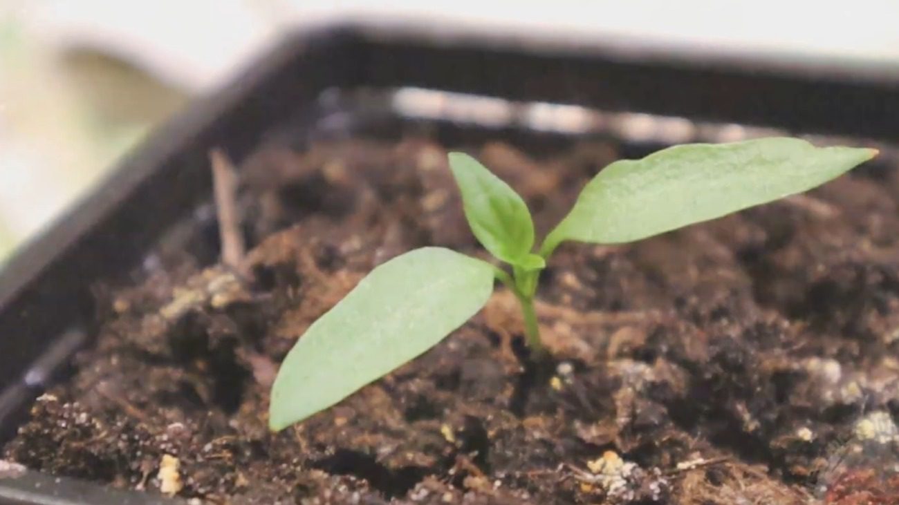 Городники назвали 3 критичні ознаки, коли вашій розсаді не вистачає світла