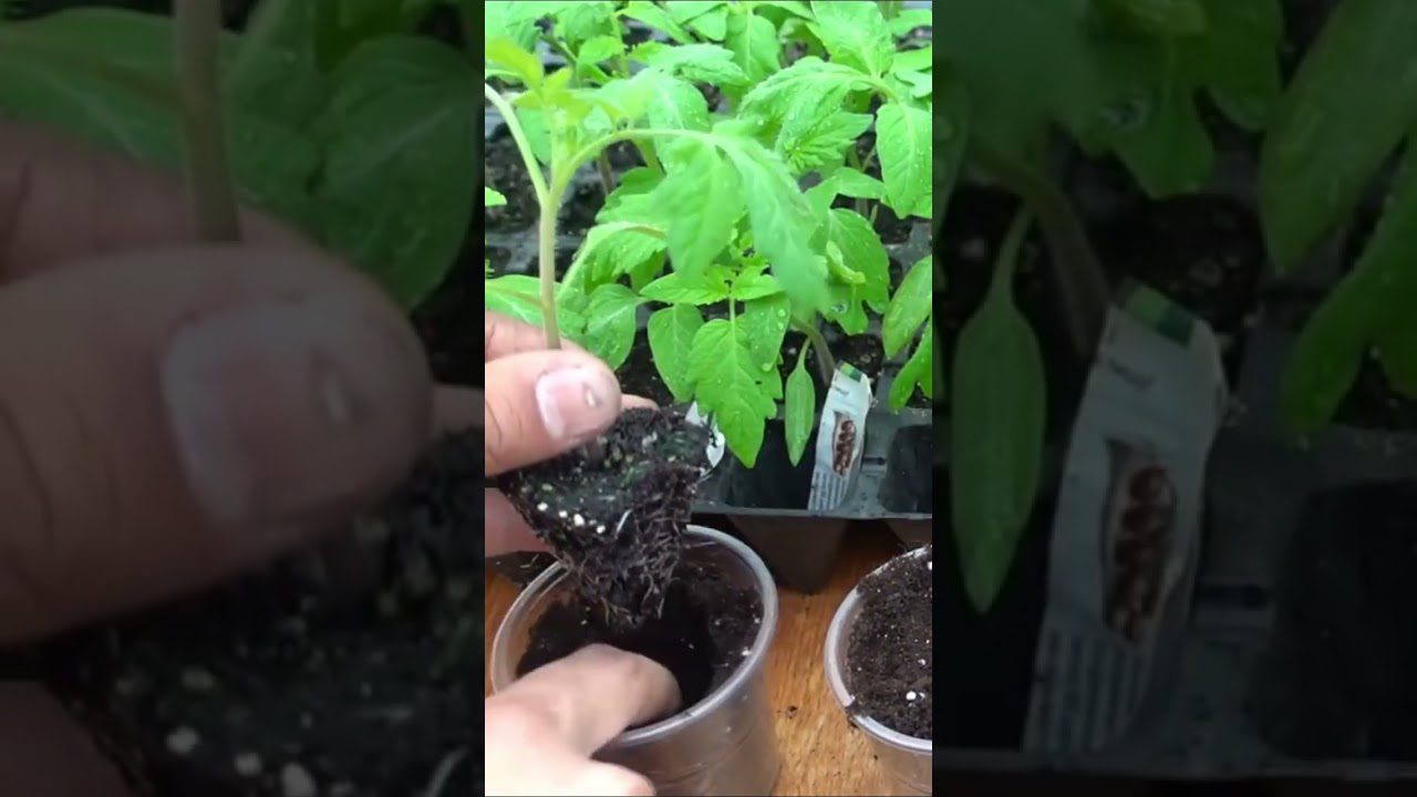 Коли сіяти на розсаду помідори і солодкий перець в березні 2026