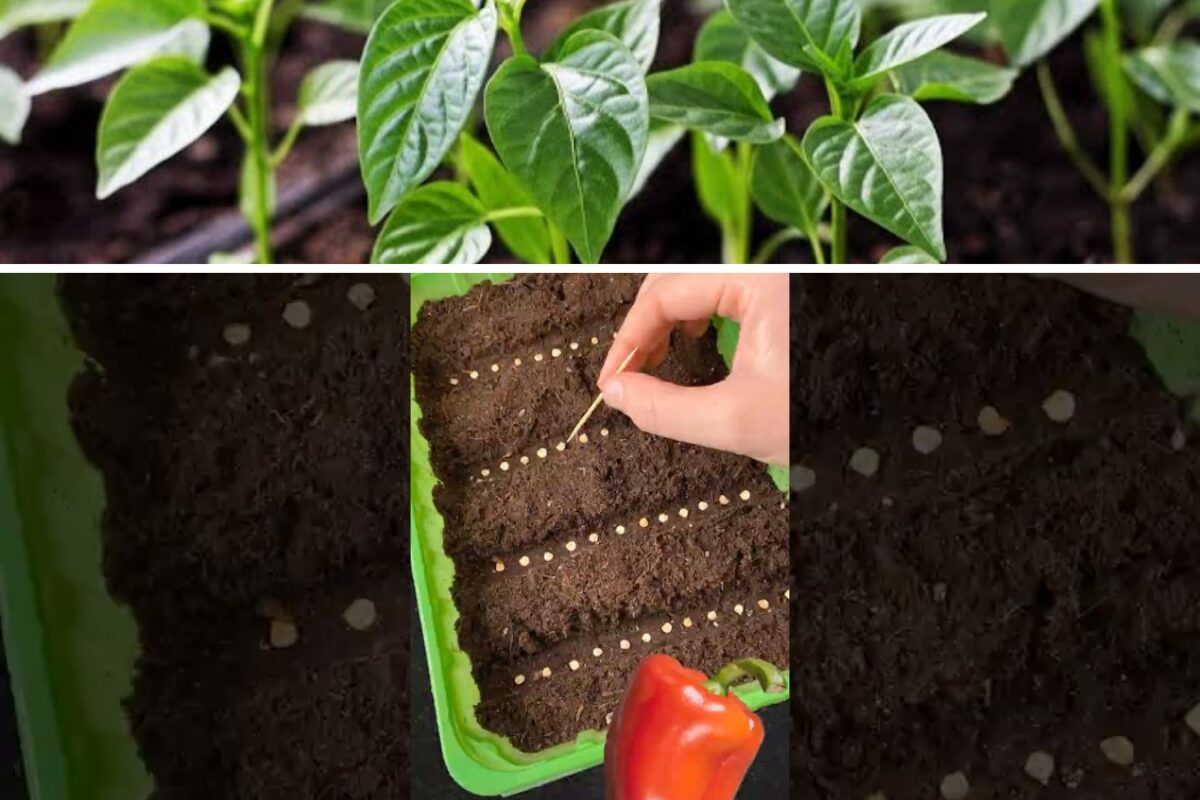 Коли сіяти на розсаду помідори і солодкий перець в березні 2026