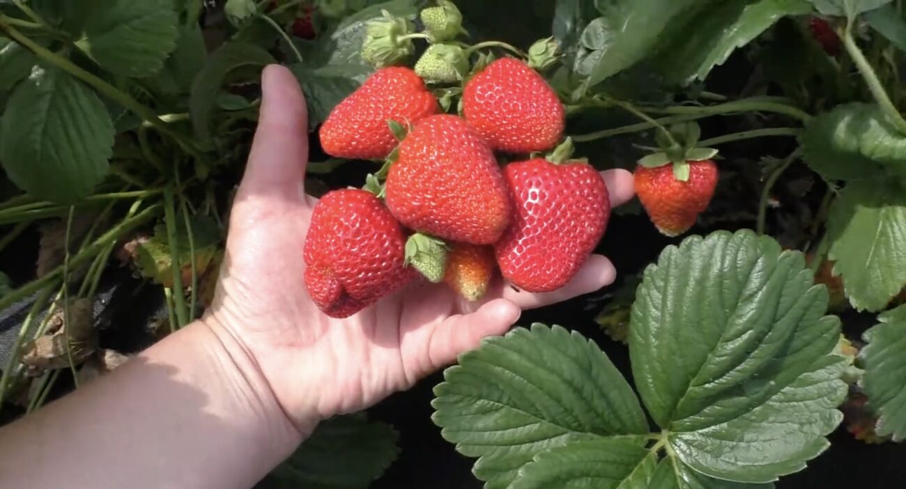 Городники розповіли, які рослини можна садити поруч із цибулею