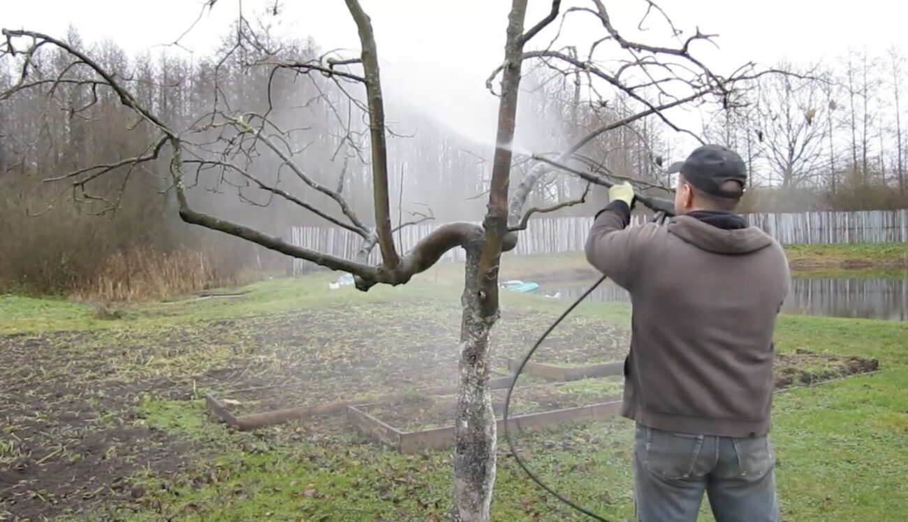 Садівники розповіли, чим обробити дерева від моху і лишайників