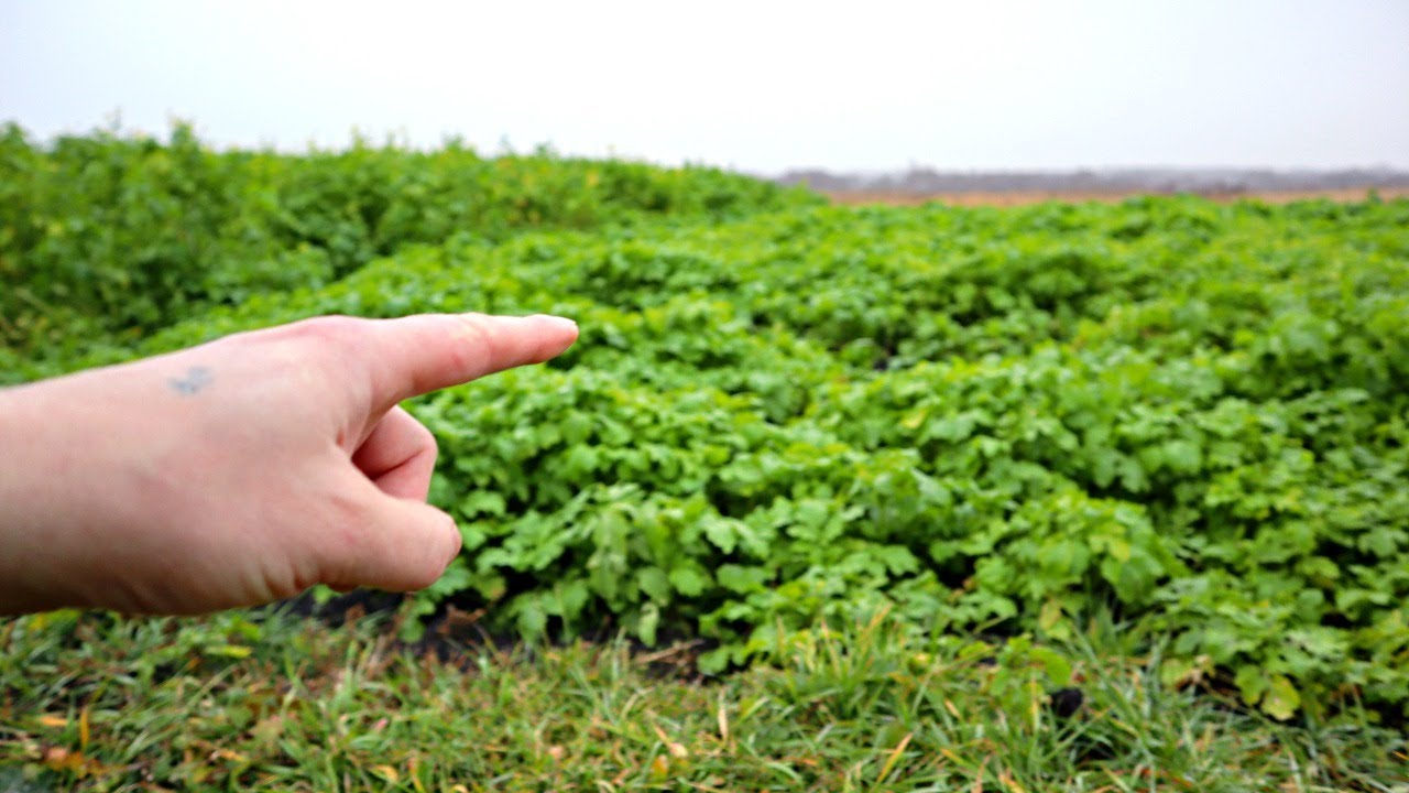 Городники назвали сидерати, які захистять ділянку від нематод і дротяників